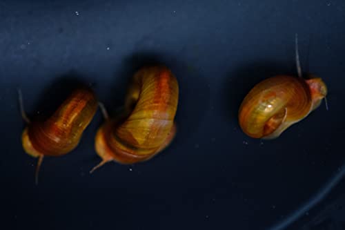 s^΃XgAt bhYz[  5C+ H׎c   | lR|X