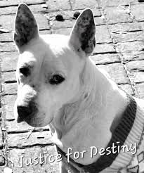 ”Voices Carry For Animals Podcast #495” - Justice For Destiny