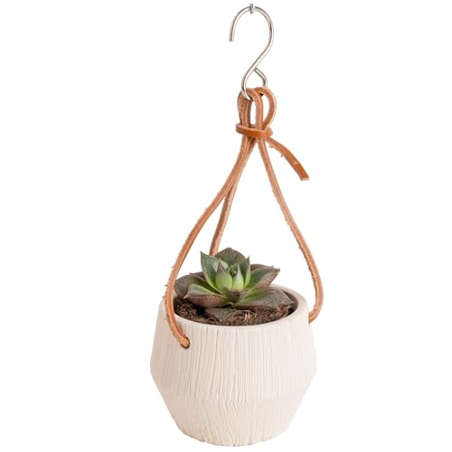 Costa Farms Succulent Plant, Live Indoor Mini Succulent Plant in Hanging Basket Succulents Plant Pot, Potting Soil Mix, Grower's Choice, Easy Grow Houseplant, Home and Room Decor, 2-Inches Tall