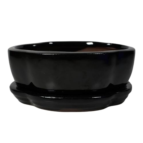 Ceramic Bonsai Pot - 120 x 95 x 45 - Black Oval Bonsai Tree Planter | With a Matching Drip Tray
