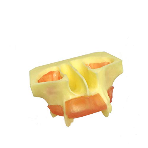 Students Dental Implant Practice Model Maxillary Sinus Lifting Model (with Gum Set)