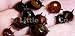 5 Horned Nerite Fresh Water Aquarium Snails by SevenSeaSupply