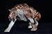 WLNTDOLA Smilodon Figure Saber-Toothed Tiger Felidae Model PVC Decoration Gift for Adult