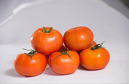 Preisvergleich Produktbild HANSEPUZZLE 33104 - Tomaten Puzzle 500 Teile / Ernährung Puzzle mit hochwertiger Puzzle Aufbewahrung: Kartonbox und wiederverschließbarem Beutel / Puzzle-Maße: 46 x 30 cm