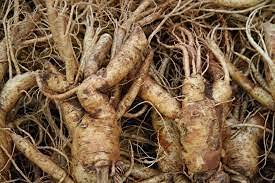 Aamish 25 piezas de semillas de ginseng coreano