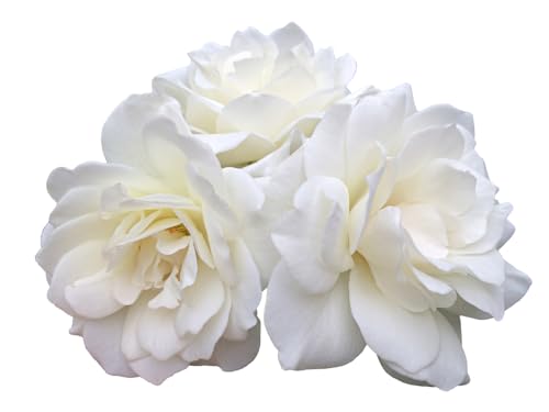 Rose Plants, Floribunda 'Margaret Merrill', 1 x Full Plant in a 5 Litre Pot, Roses, Garden Ready, Ready to Plant, Premium Quality Shrubs