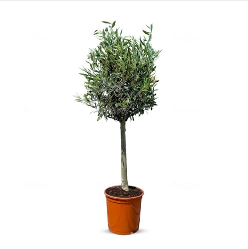 Ulivo mediterraneo Olea Europea – Lechín resistente al gelo fino a -18°C – 100 cm di altezza, corona a foglia densa