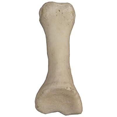 skulls unlimited international