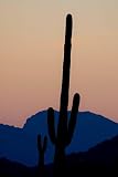  Saguaro Cactus Silhouette Journal: 150 page lined notebook/diary