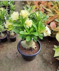 Yellow Adenium Desert Rose Bonsai Flower Plant, Special Healthy Indoor Plant RE_02-image-38