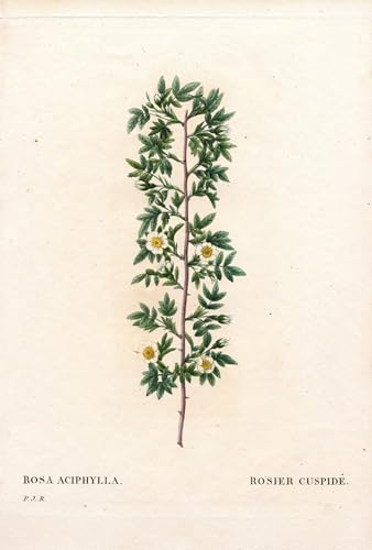 Cuadro de lienzo con pinturas famosas de Pierre Redouté para decorar salones elegantes