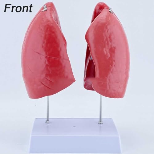 Modèle de poumon anatomique 4 pièces AMITD éducatif - 5
