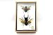 Real Beetle Display Taxidermy Odontolabis Elegans Insect Bug Entomology Box Wood Framed (Male & Female)