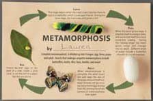 Nature-Watch Magnificent Metamorphosis Craft Kit (Makes 100 Projects)