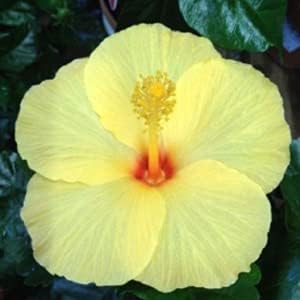 20 semillas de hibisco amarillo claro flores perennes flor flor flor árbol de jardín