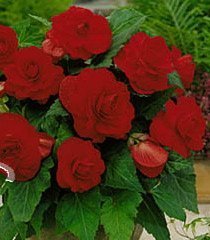 Begonia Double Red WPC Prins Quality Bulbs & Tubers Pack x3