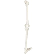 LIFE SIZE HUMAN LEG SKELETON MODEL 36" Anatomical Model with All Leg Bones, Removable Hip Joint y Articulated Foot,Human Leg Skeleton Model