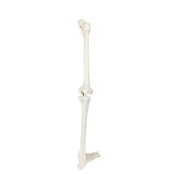 LIFE SIZE HUMAN LEG SKELETON MODEL 36" Anatomical Model with All Leg Bones, Removable Hip Joint y Articulated Foot,Human Leg Skeleton Model