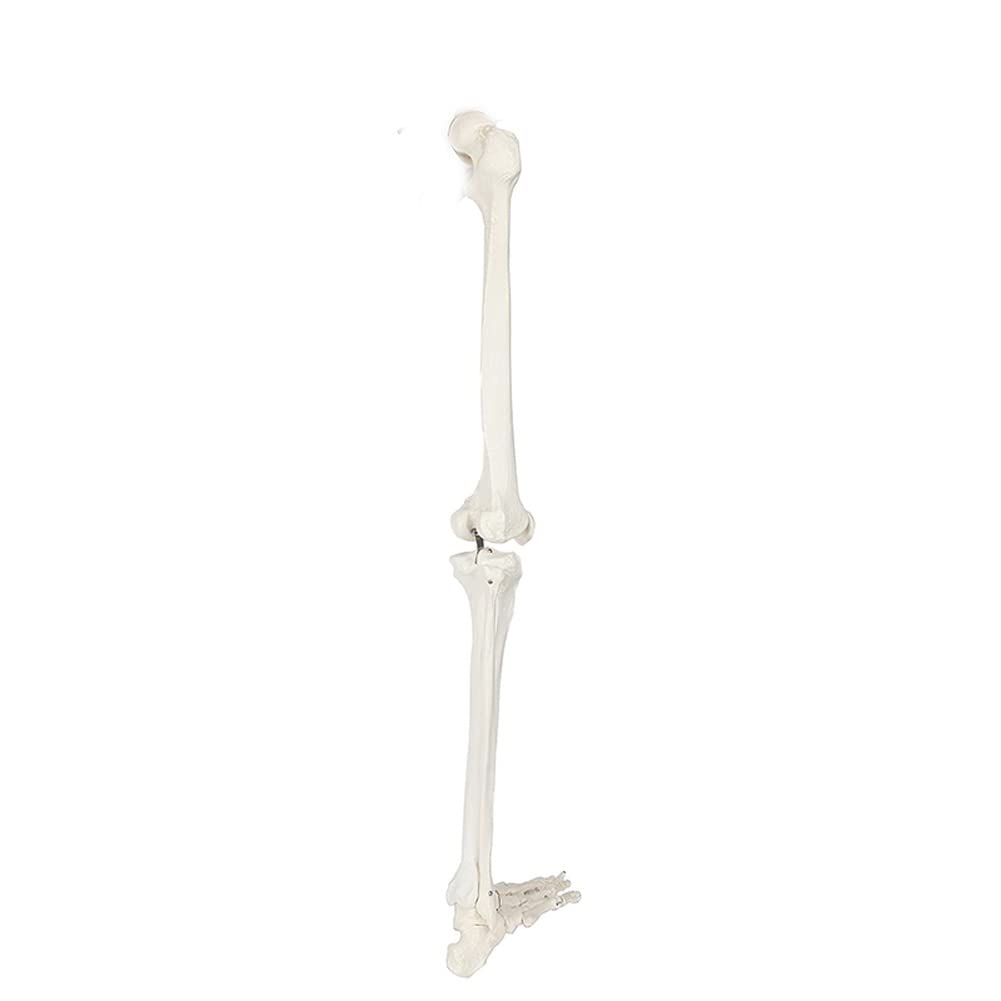 Skelett-Modell für menschliche Beine, 91,4 cm, anatomisches Modell mit allen Beinknochen, abnehmbarem Hüftgelenk und voll beweglichem Fuß, menschliches Bein-Skelett-Modell