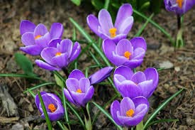 Image of IMP. Saffron | Crocus Excellent Quality Flower Bulbs for Attractive Aromatic Flowers Home Outdoor Gardening Plants Flowering Bulbs (pack of 12, Grand Maitre)