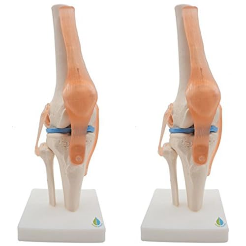 Modèle anatomique d'articulation du genou avec ligaments en pack de 2 pour l'étude médicale