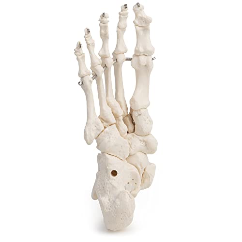 Cranstein Scientific S0898150 Cranstein E-322 Medical Anatomical Skeleton Foot Model thumb #4