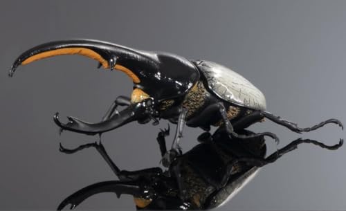 いきもの大図鑑 アドバンス ヘラクレスオオカブト リッキー オンライン版