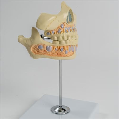 Modelo de dientes caducifolios móviles con germen permanente y base 5