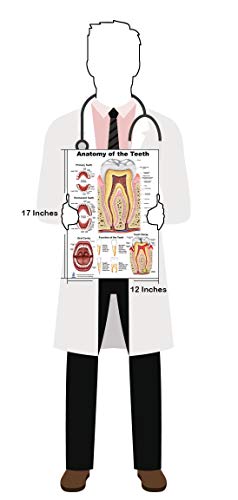 Teeth P Poster, Tooth Education And Anatomy, Size 12Wx17T #TOP1