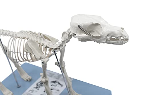 Image of EISCO Dog Skeletal System, Anatomical Model, 12 inch Tall - Medical Quality, Mounted to Base- Eisco Labs