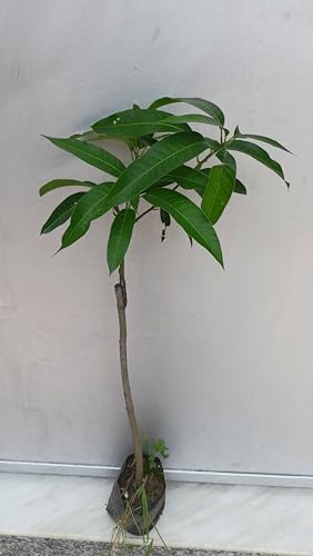 Image of Thailand Purple Mango Nam-Dok-Mai Si Mueng Hybrid Thai Purple Mango Fruit Plant (Grafted Plant, 2-3 Feet Height) Live Plant For Home Garden PB 63