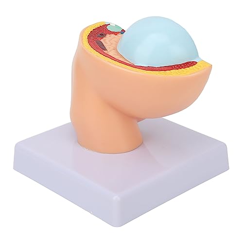 Image of Teaching Model,Pregnant Woman Anatomical Pelvis Model Removable Pregnancy 9 Months Baby Fetus Model Pregnant Pelvis Section Model for Teaching Aid for Science Classroom Study Display Teaching Model