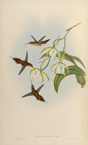 Tableaux peinture sur toile oiseau par John Gould SERENDIPITP 60x90cm