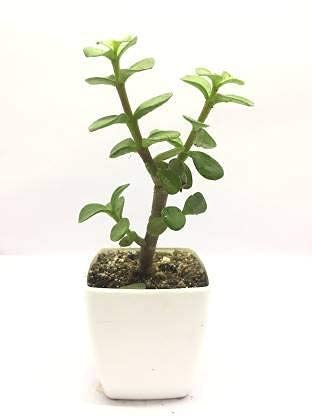 Image of Live Jade Indoor Plant with White Decorative Pot | Lucky Succulent Plant for Home & Office Decor | Low Maintenance Natural Tabletop Greenery (3Inch Pot, White) (Jade)