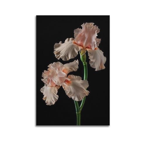 Poster iris rose clair fond noir pour décoration salon chic