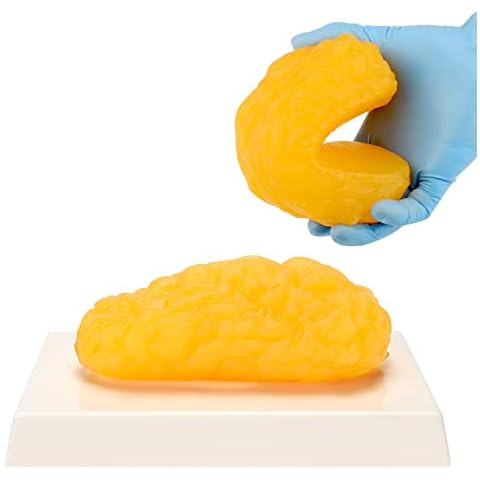 Human Body Fat Replica, 1 lb Fat Anatomy Model for Anatomy Class Display, Stay Healthy, Weight Loss Motivation Reminder Cover