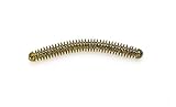 Lake Fork Trophy Lures Ring-Fry - Watreuse - 3.75in - 12 Count