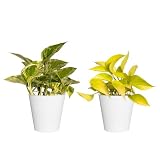 Pothos 2-Pack Neon Pothos & Marble Queen Pothos Live Indoor Plants in 4-Inch Decorative Pots United Nursery Easy-Care Trailing Houseplants for Office and Home Decor