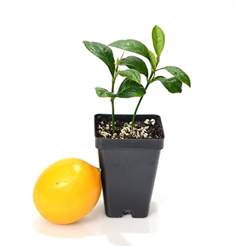 Meyer Lemon Tree - Pot of 2 Starter Plants. Citrus meyeri. 3' - 5'