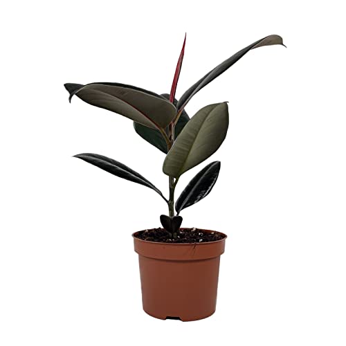 Planta de goma Ficus elastica Abidjan en maceta de 12 cm