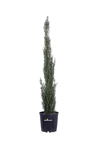 Pianta di Cupressus Sempervirens Totem Pianta di Cipresso Totem pianta da esterno Cipresso piramide pianta vera Cipresso ornamentale pianta conifera venduta da eGarden.store (Vaso 24 cm)