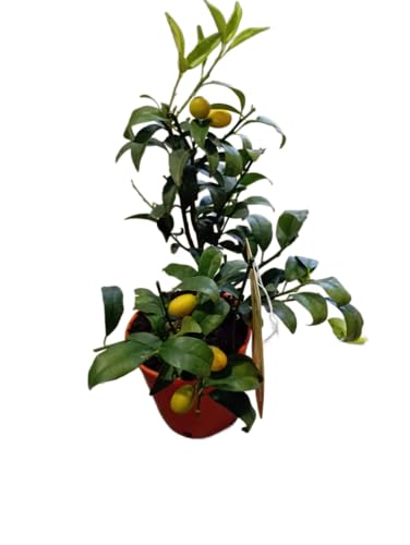 Fortunella Japonica Natural Árbol de Kumquat con Mini Cítricos de Sabor Único