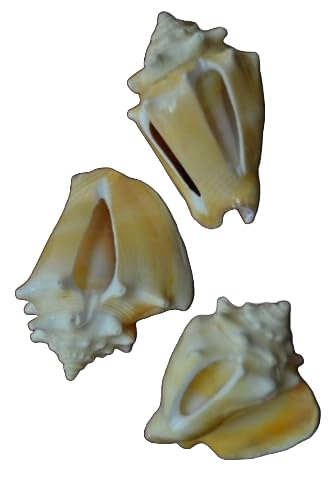 3 PCS ASSORT Cut Sliced Strombus PUGILIS Shell Beach Decor 2
