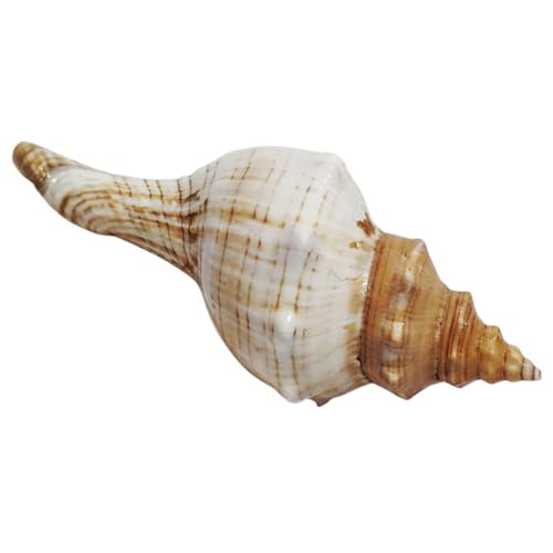 TOPPERFUN Caracola Natural Decorativa de Concha Marina 9-12 Cm para Decoración de Peceras y Manualidades, Adorno Delicado para Hogar y Paisajismo, Accesorio para Acuario y Bricolaje