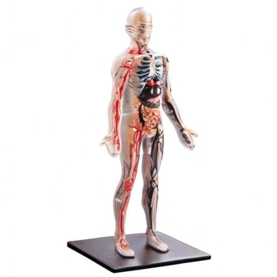 ヴィンテージ飛び出す絵本　人間の体　The Human Body THE HUMAN BODY」Jonathan Miller David Pelham Ha