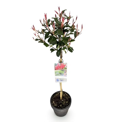 GreenboutiQ - Plante sur tige - Photinia fraseri Carre Rouge - Plante de terrasse - Persistante - Résistante au gel - Feuillage vert-rouge - Pot 19cm Hauteur...