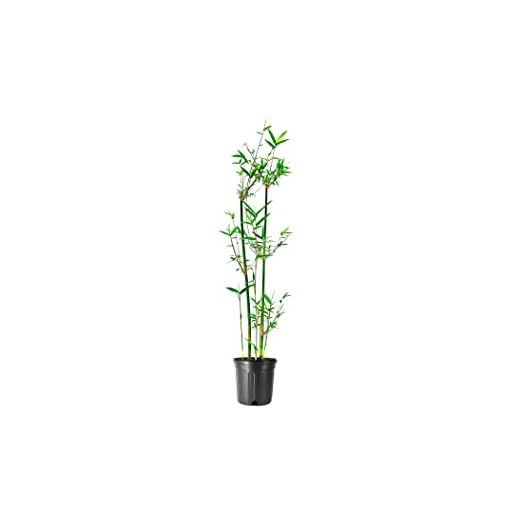 Bambusa Green Hedge Bamboo - Non-Invasive, Clumping Bamboo t