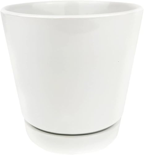 Miniatura 7 de Ficus Lyrata - Maceta minimalista blanca de 6 pulgadas con platillo higo de hoja de violín vive fácil de cuidar fácil de cultivar la mejor planta de