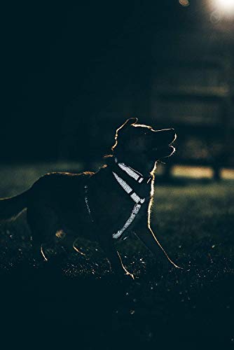 Embark Illuminate Reflective Dog Collar – Made with Reflective Material to Make Your Dog Collar Visible and Light at Night (Small, Blue) - Thumbnail 7