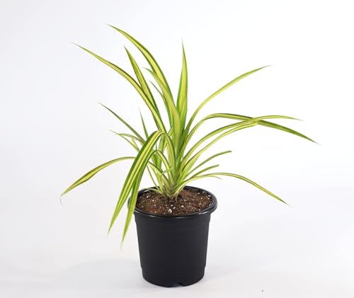 Image of Spider Plant Live Indoor Plant with Pot | Natural Air Purifier | Fast-Growing, Low-Maintenance Chlorophytum for Home & Office Decor | Fresh Healthy Hanging & Table Plant